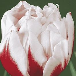 Тюльпан Махровый Horizon