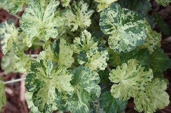 Гейхера гибридная Геркулес