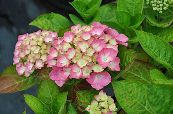 Гортензия крупнолистовая Мадам Плюмкок