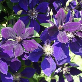 Клематис крупноцветковый Негритянка