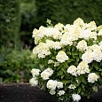 Гортензия метельчатая Living Summer Snow