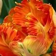 Тюльпан попугайный Parrot King