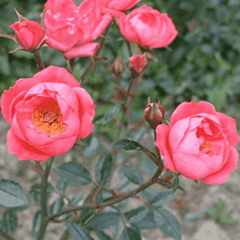 Роза миниатюрная Мальчик с пальчик