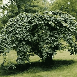 Вяз шершавый