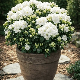 Азалия белая #5