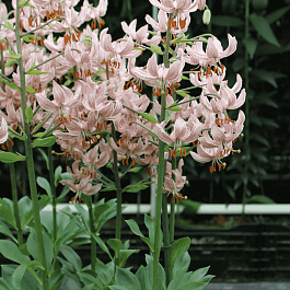 Лилия Pink Morning