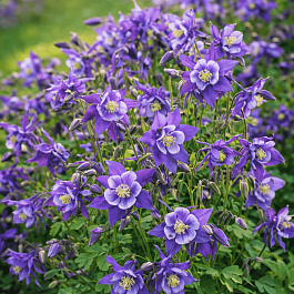 Аквилегия обыкновенная Early Bird Purple Blue