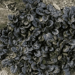 Живучка ползучая Black Scallop