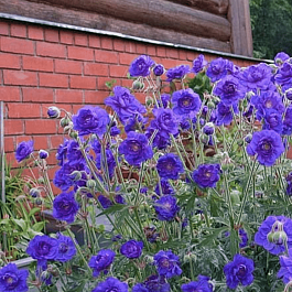 Герань гималайская Plenum