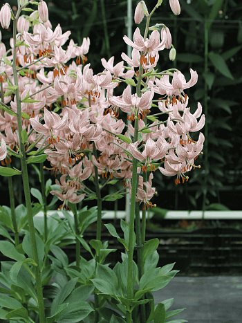 Лилия Pink Morning