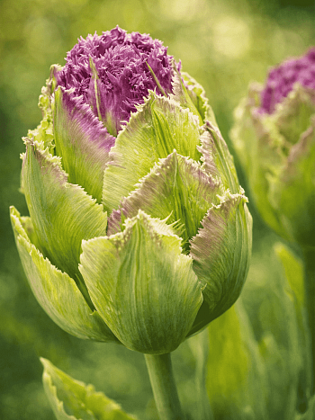 Тюльпан Махровый Purple Tower