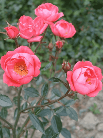 Роза миниатюрная Мальчик с пальчик