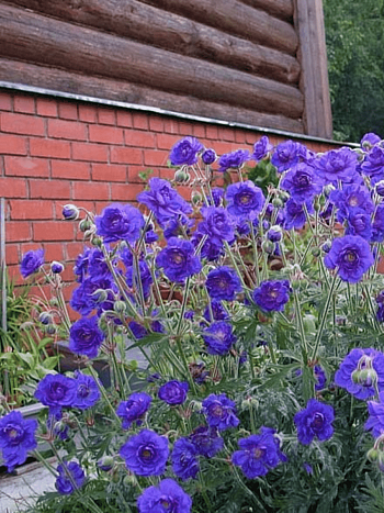 Герань гималайская Plenum