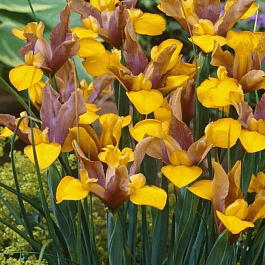 Ирис германский Bronze Charm