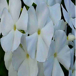 Флокс метельчатый Снежный Принц