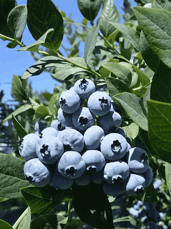 Голубика высокорослая Bluecrop