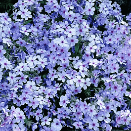 Флокс растопыренный Chattahoochee