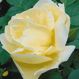 Роза парковая Gelbe Dagmar Hastrup