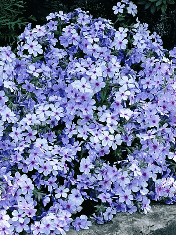 Флокс растопыренный Chattahoochee