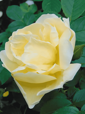 Роза парковая Gelbe Dagmar Hastrup