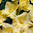 Гладиолус Limoncello