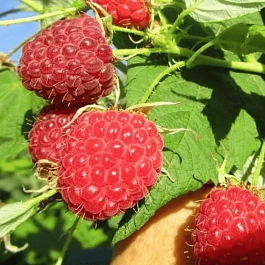 Малина обыкновенная Josephine