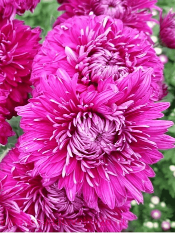 Хризантема Вдохновение