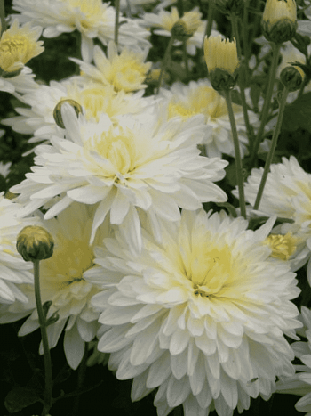 Хризантема корейская Мультфильм белая