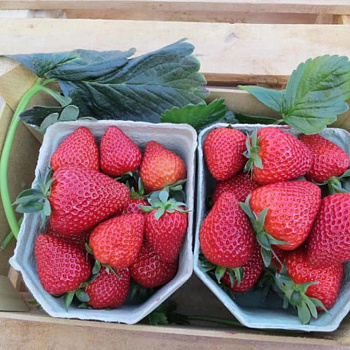 Земляника садовая Кори Земляника садовая Кори