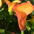 Калла Orange Pride