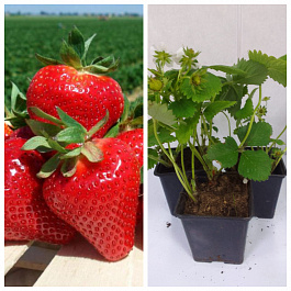 Земляника садовая Джоли НАБОР 3ШТ