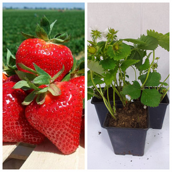 Земляника садовая Джоли НАБОР 3ШТ