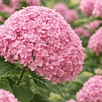 Гортензия древовидная Candybelle Bubblegum