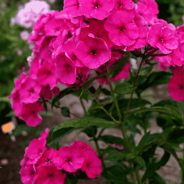 Флокс метельчатый Younique Old Cerise