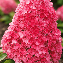 Гортензия метельчатая Strawberry Blossom