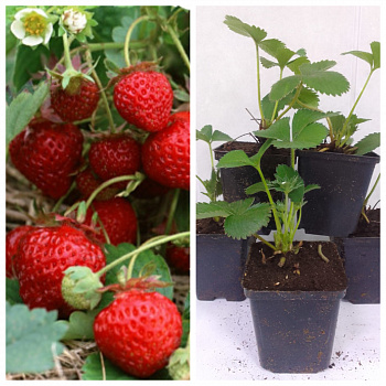 Земляника садовая Соната НАБОР 5ШТ