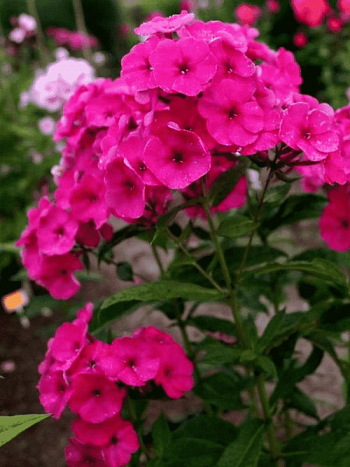 Флокс метельчатый Younique Old Cerise