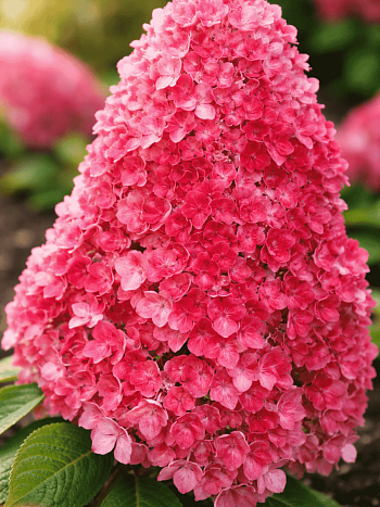 Гортензия метельчатая Strawberry Blossom