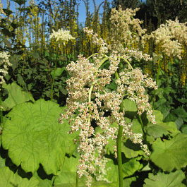 Роджерсия пластинчатая