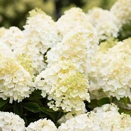 Гортензия метельчатая Living Summer Snow