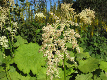 Роджерсия пластинчатая