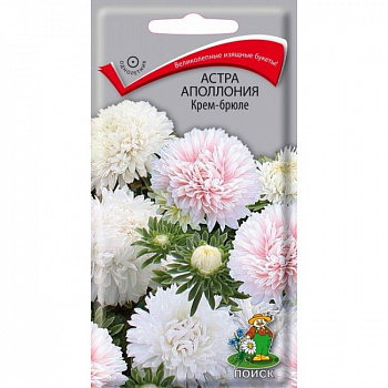 Астра Аполлония Крем-брюле