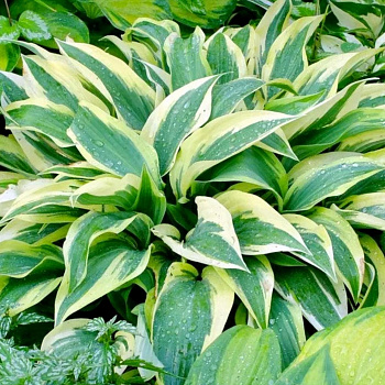 Хоста гибридная Лейксайд Дрэгонфлай