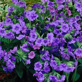 Медуница гибридная Blue Ensign