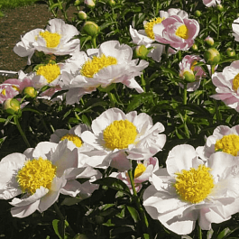 Пион Garden Lace