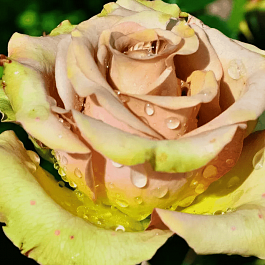 Роза чайно-гибридная Hypnose