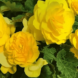 Бегония клубневая GO! Early Yellow