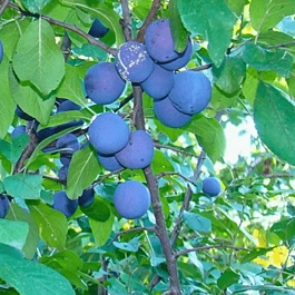 Слива домашняя Яичная Синяя