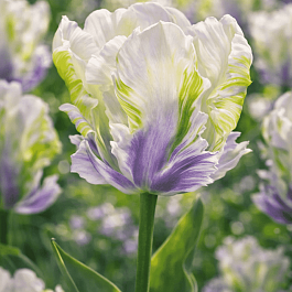 Тюльпан White Lizard 