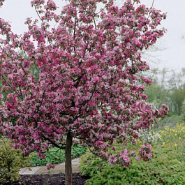 Яблоня декоративная Малиновка Яблоня декоративная Малиновка